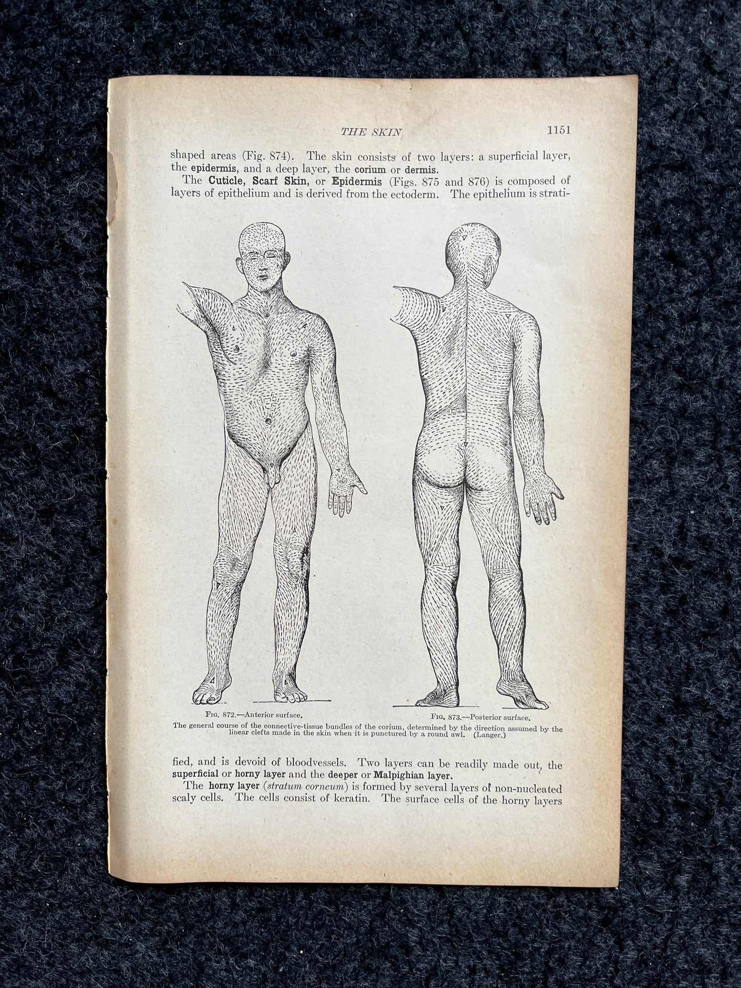 Original 1913 Anatomy Pages of Human Body, Anatomy Physiology Textbook Gifts, Teachers Aid Biology, Heart Brain Lung Art Wall Decoration