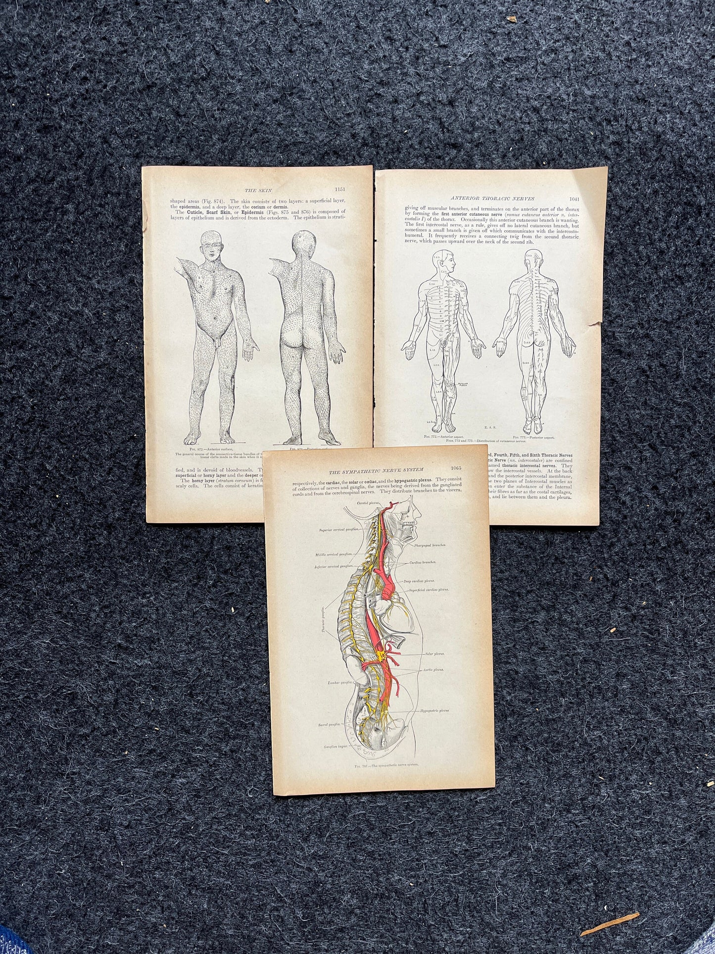 Original 1913 Anatomy Pages of Human Body, Anatomy Physiology Textbook Gifts, Teachers Aid Biology, Heart Brain Lung Art Wall Decoration