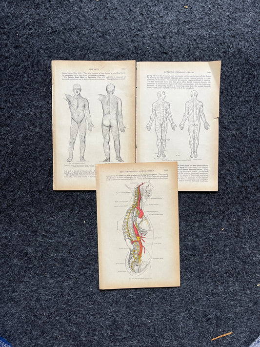 Original 1913 Anatomy Pages of Human Body, Anatomy Physiology Textbook Gifts, Teachers Aid Biology, Heart Brain Lung Art Wall Decoration