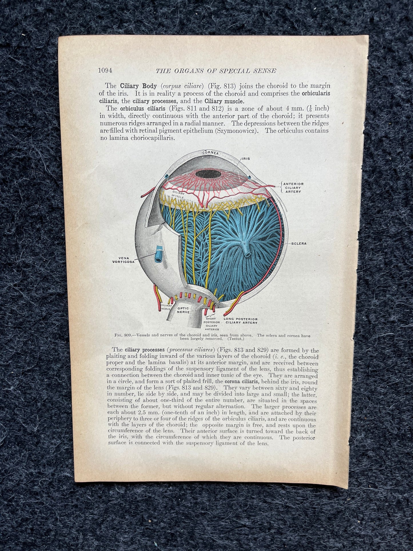 Original 1913 Anatomy Pages of Human Body, Anatomy Physiology Textbook Gifts, Teachers Aid Biology, Heart Brain Lung Art Wall Decoration