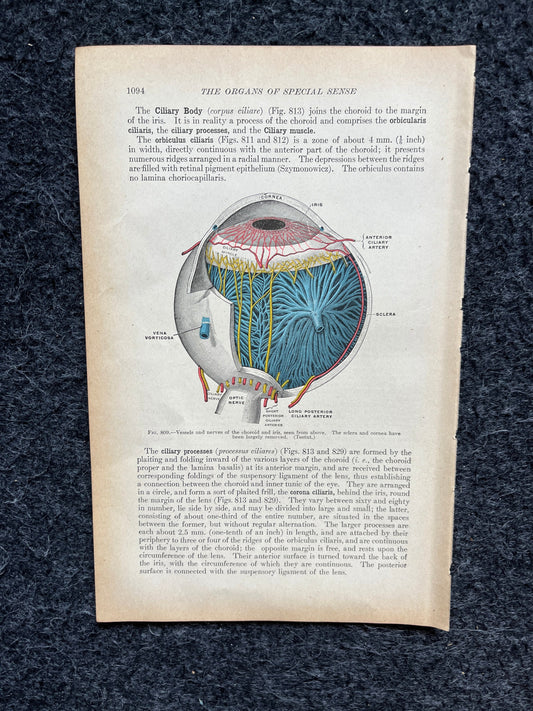 Original 1913 Anatomy Pages of Human Body, Anatomy Physiology Textbook Gifts, Teachers Aid Biology, Heart Brain Lung Art Wall Decoration