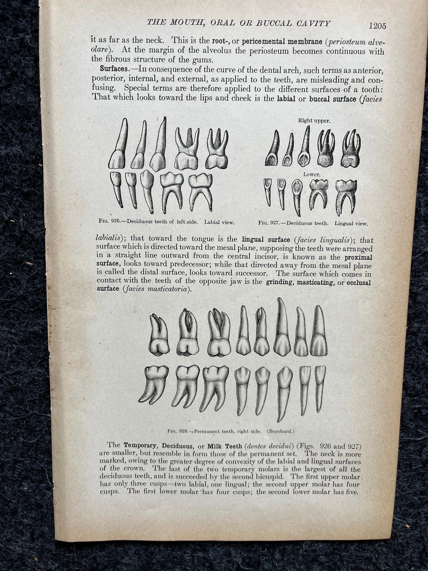 Original 1913 Anatomy Pages of Human Body, Anatomy Physiology Textbook Gifts, Teachers Aid Biology, Heart Brain Lung Art Wall Decoration