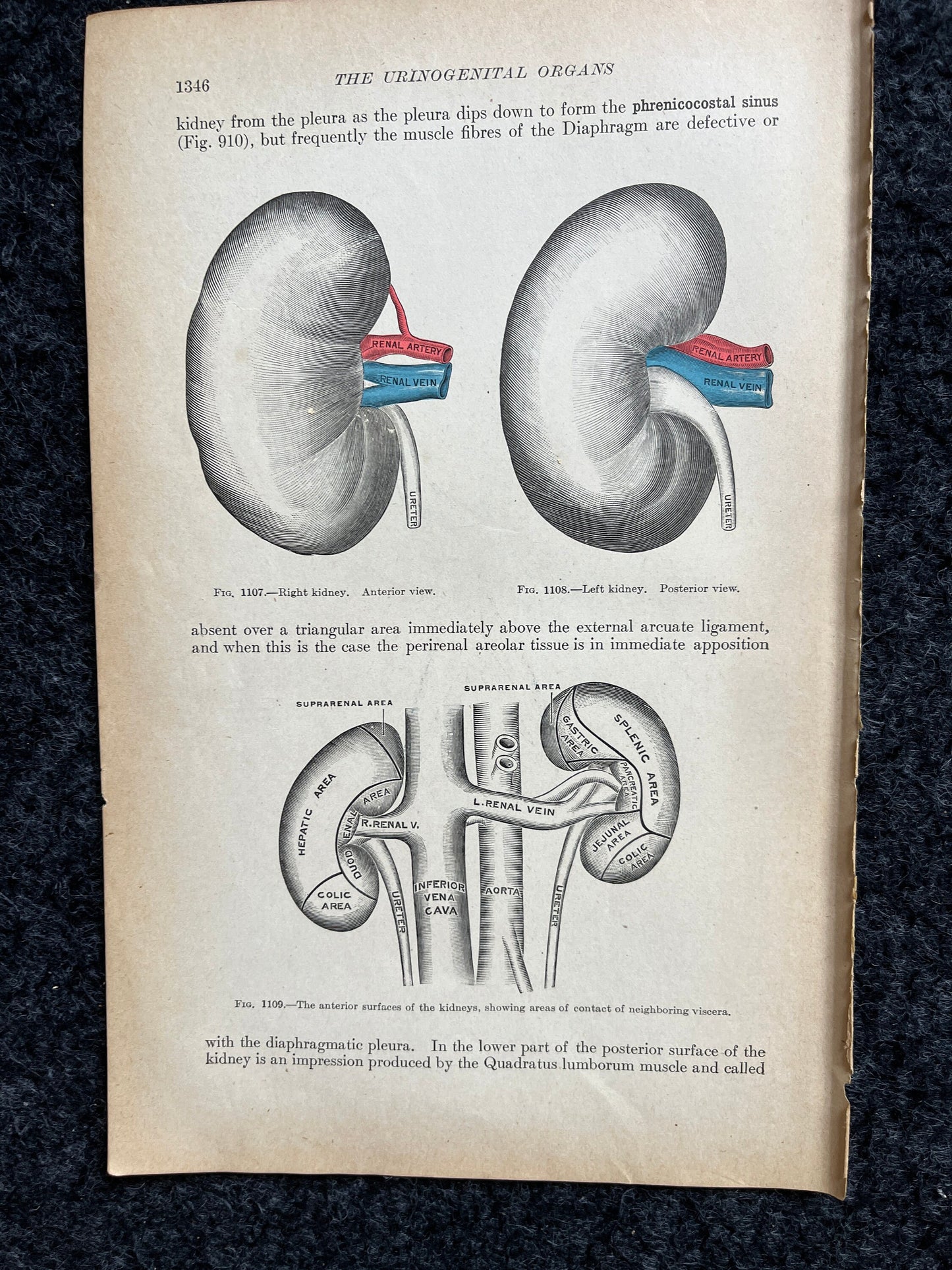 Original 1913 Anatomy Pages of Human Body, Anatomy Physiology Textbook Gifts, Teachers Aid Biology, Heart Brain Lung Art Wall Decoration
