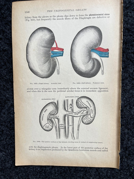 Original 1913 Anatomy Pages of Human Body, Anatomy Physiology Textbook Gifts, Teachers Aid Biology, Heart Brain Lung Art Wall Decoration