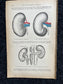 Original 1913 Anatomy Pages of Human Body, Anatomy Physiology Textbook Gifts, Teachers Aid Biology, Heart Brain Lung Art Wall Decoration