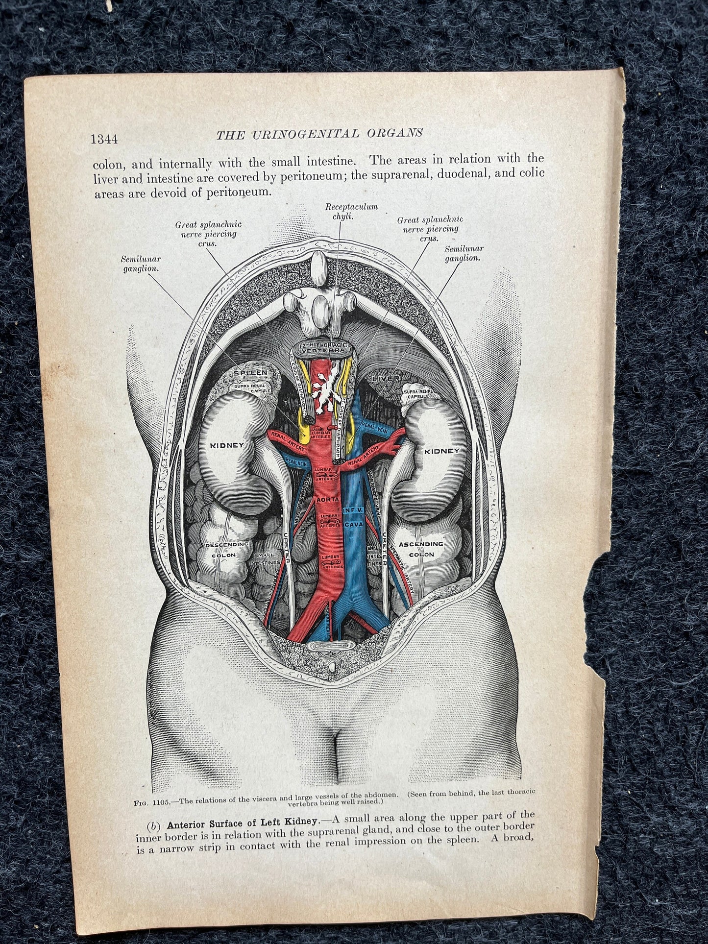 Original 1913 Anatomy Pages of Human Body, Anatomy Physiology Textbook Gifts, Teachers Aid Biology, Heart Brain Lung Art Wall Decoration