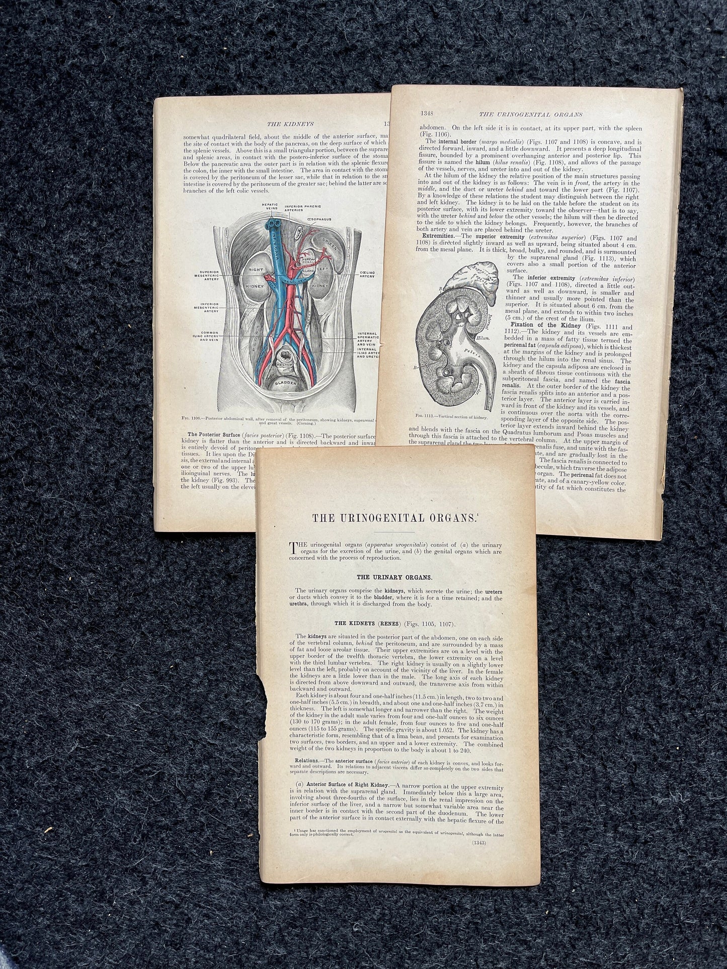Original 1913 Anatomy Pages of Human Body, Anatomy Physiology Textbook Gifts, Teachers Aid Biology, Heart Brain Lung Art Wall Decoration