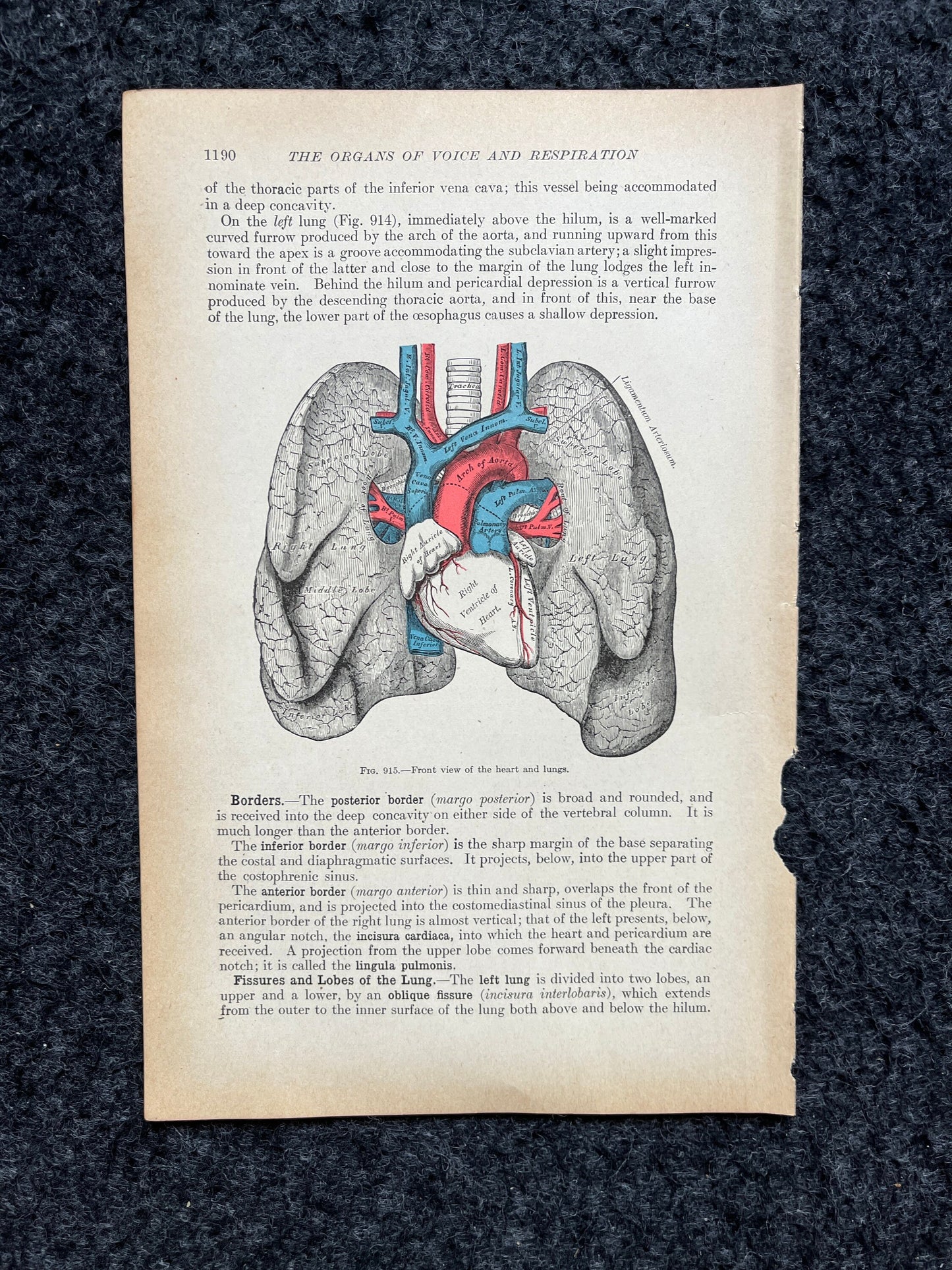 Original 1913 Anatomy Pages of Human Body, Anatomy Physiology Textbook Gifts, Teachers Aid Biology, Heart Brain Lung Art Wall Decoration