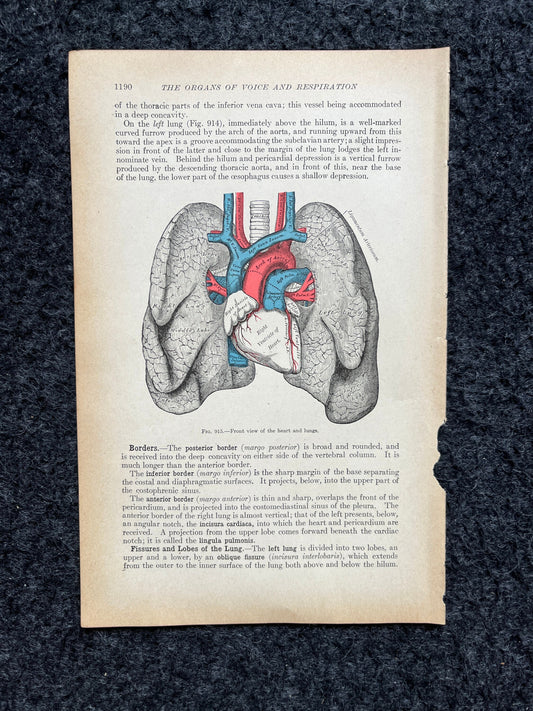 Original 1913 Anatomy Pages of Human Body, Anatomy Physiology Textbook Gifts, Teachers Aid Biology, Heart Brain Lung Art Wall Decoration