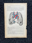 Original 1913 Anatomy Pages of Human Body, Anatomy Physiology Textbook Gifts, Teachers Aid Biology, Heart Brain Lung Art Wall Decoration